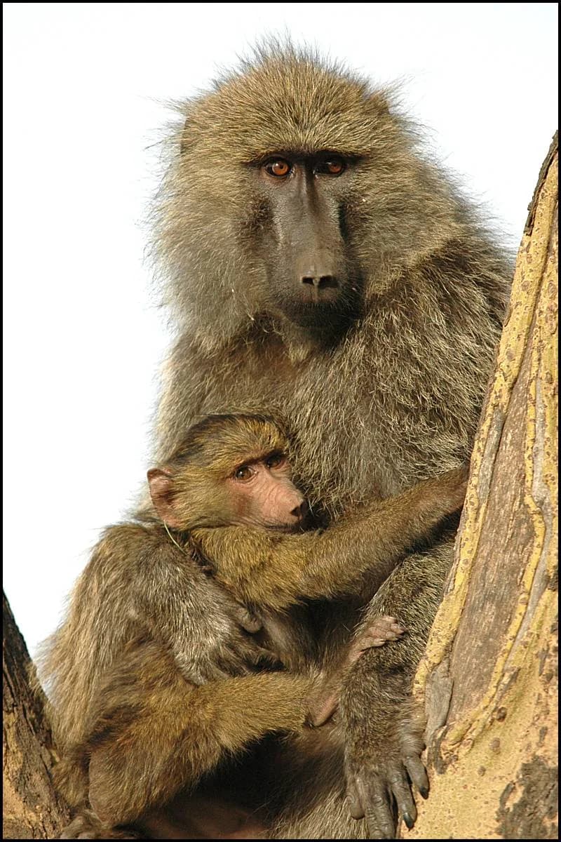 Wild Chacma Baboons in their natural African sanctuary