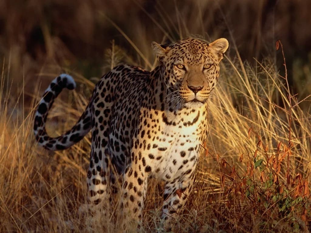 Majestic African Leopard & Outfitter Heritage
