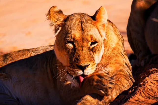 Kalahari Lioness at Rest in Late Afternoon Light