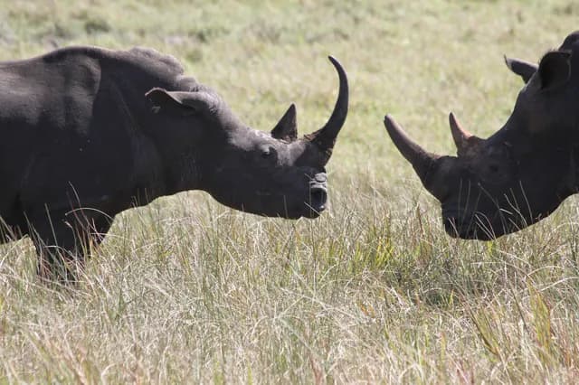 White Rhino Bulls Horn-to-Horn Territorial Standoff