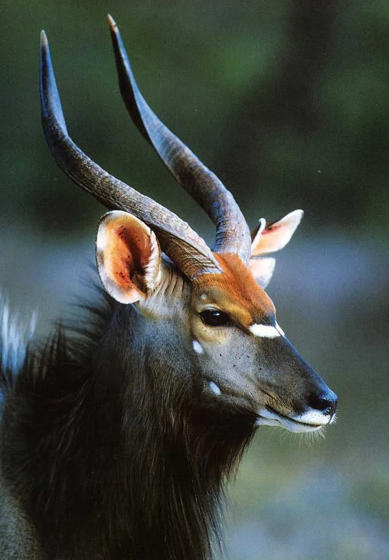 Nyala in the African bushveld