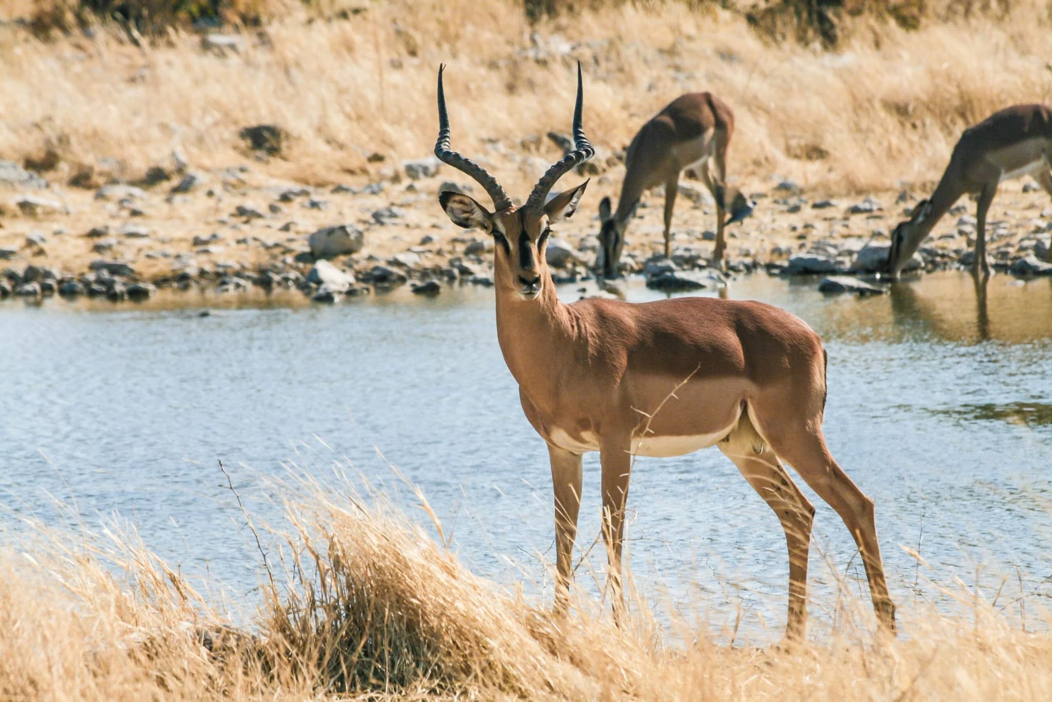 Impala