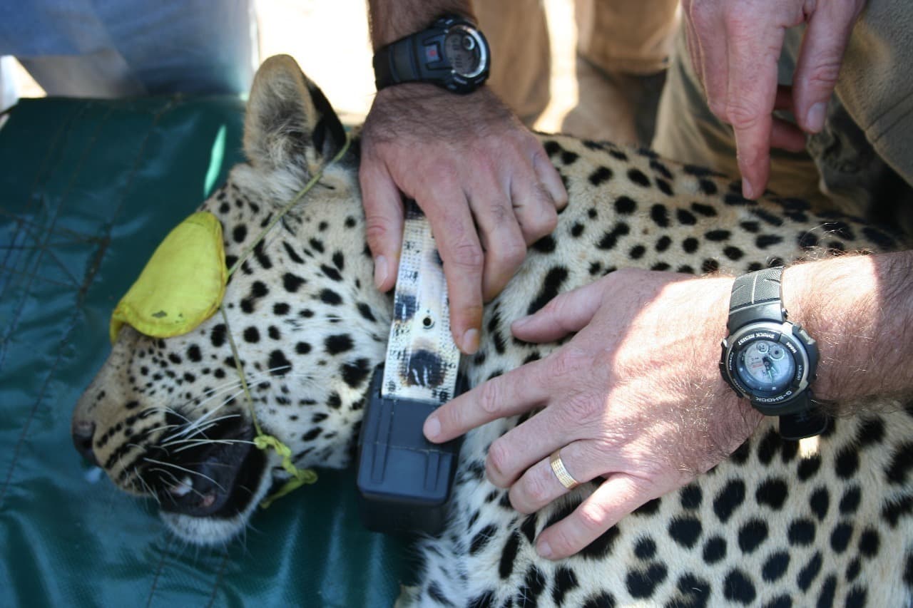 Wilderness Telemetry on Foot