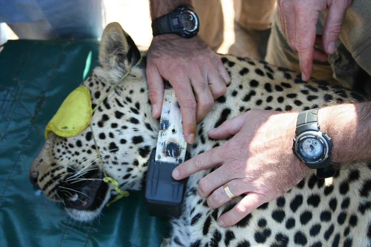 Community and Conservation in Africa