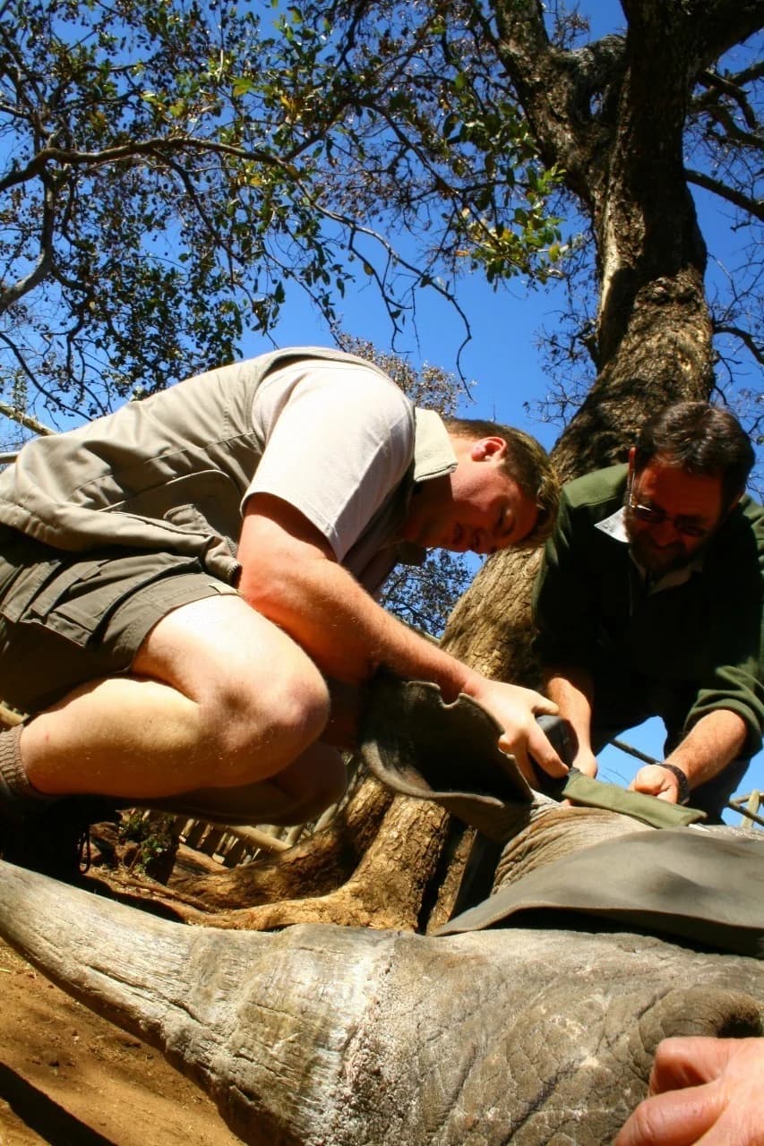 African Wildlife Wilderness Habitat