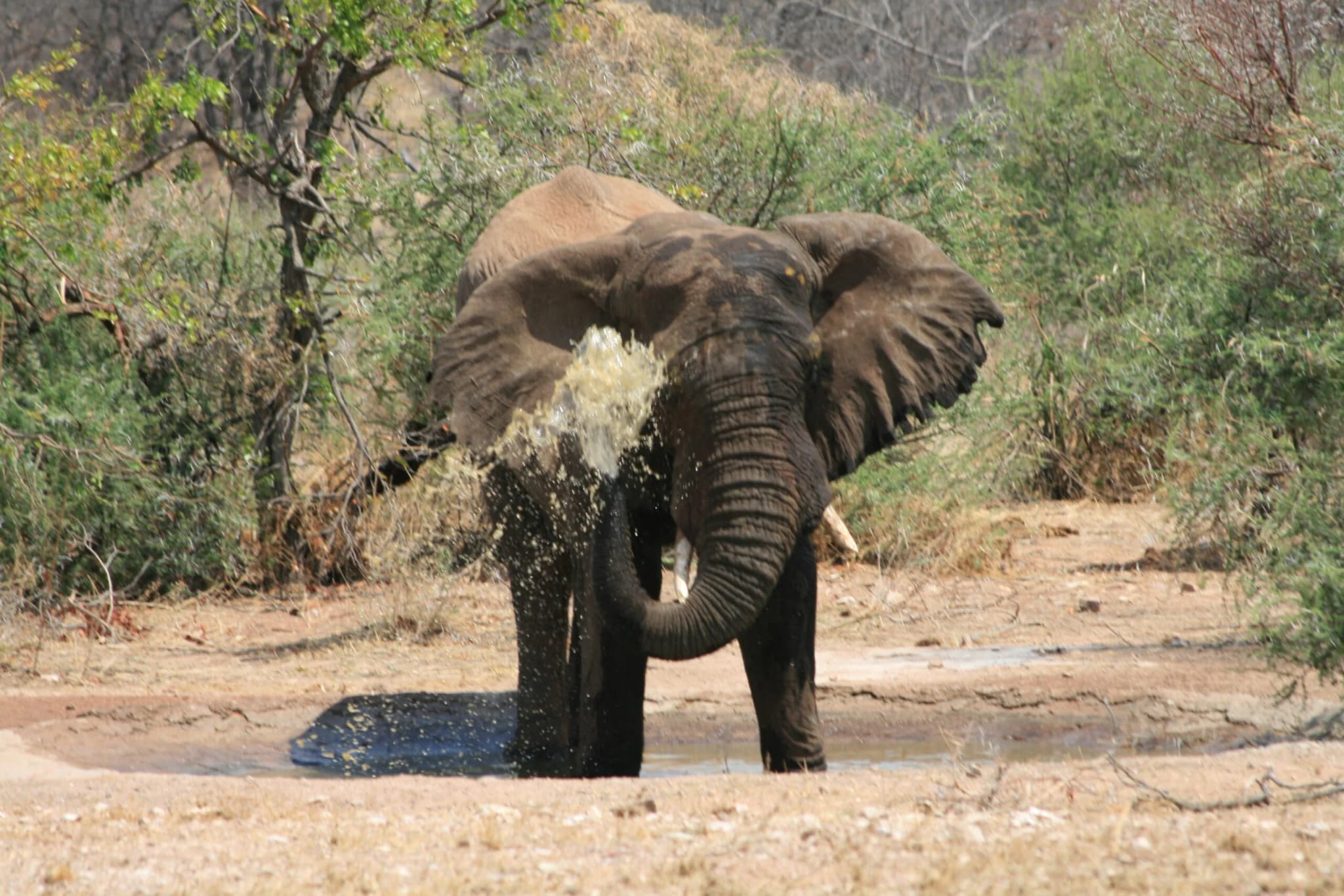 African Elephant
