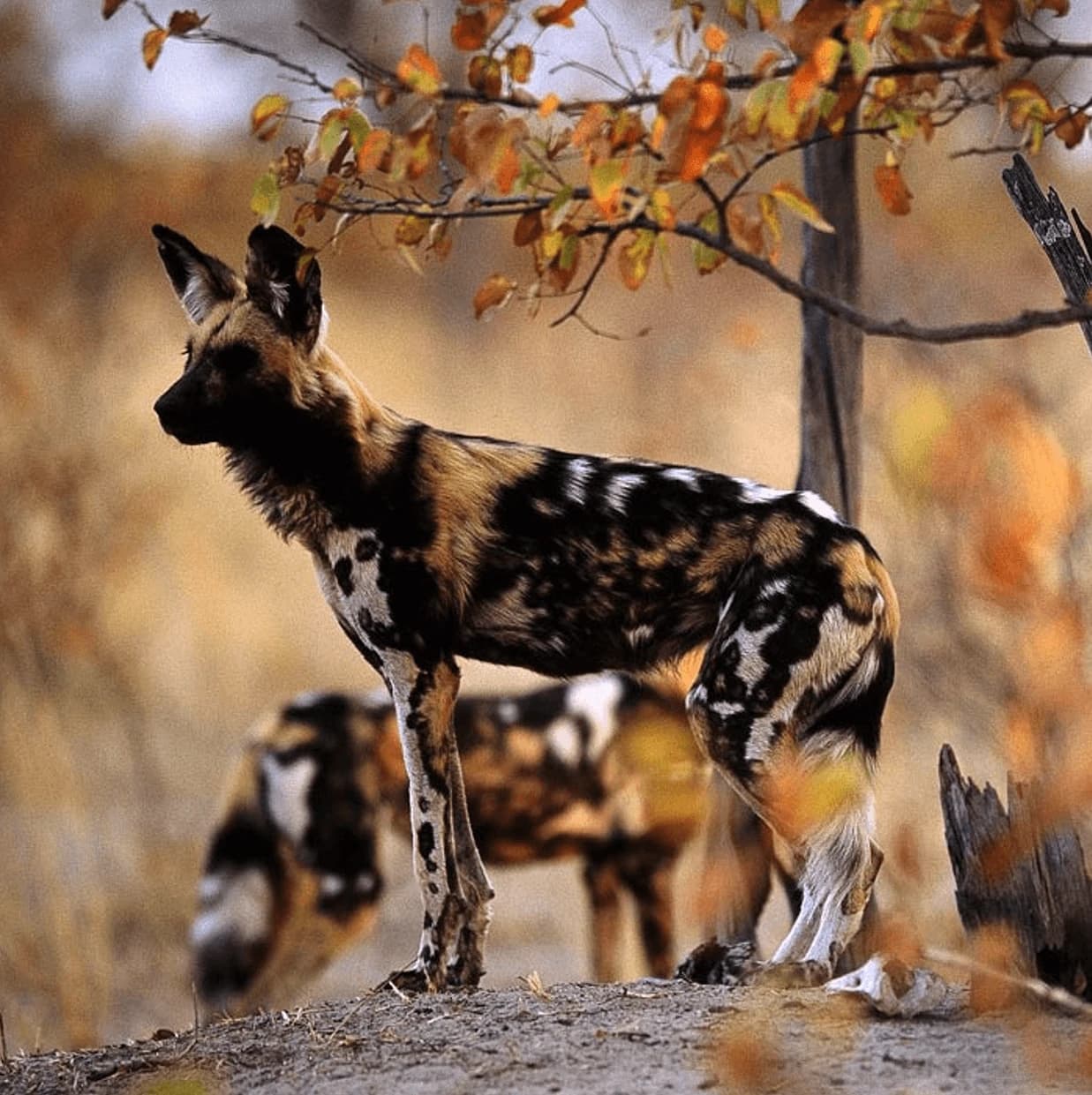 Iconic African Wilderness Exploration