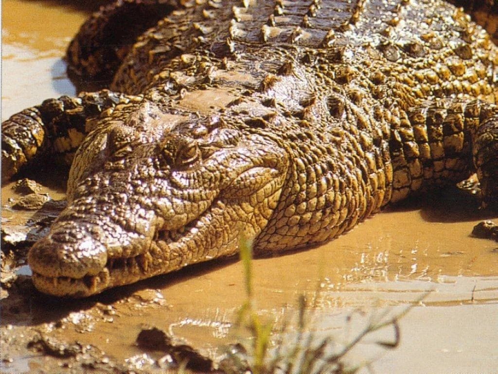 Nile Crocodile